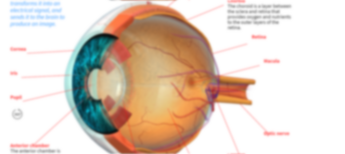 How the Human Eye Works