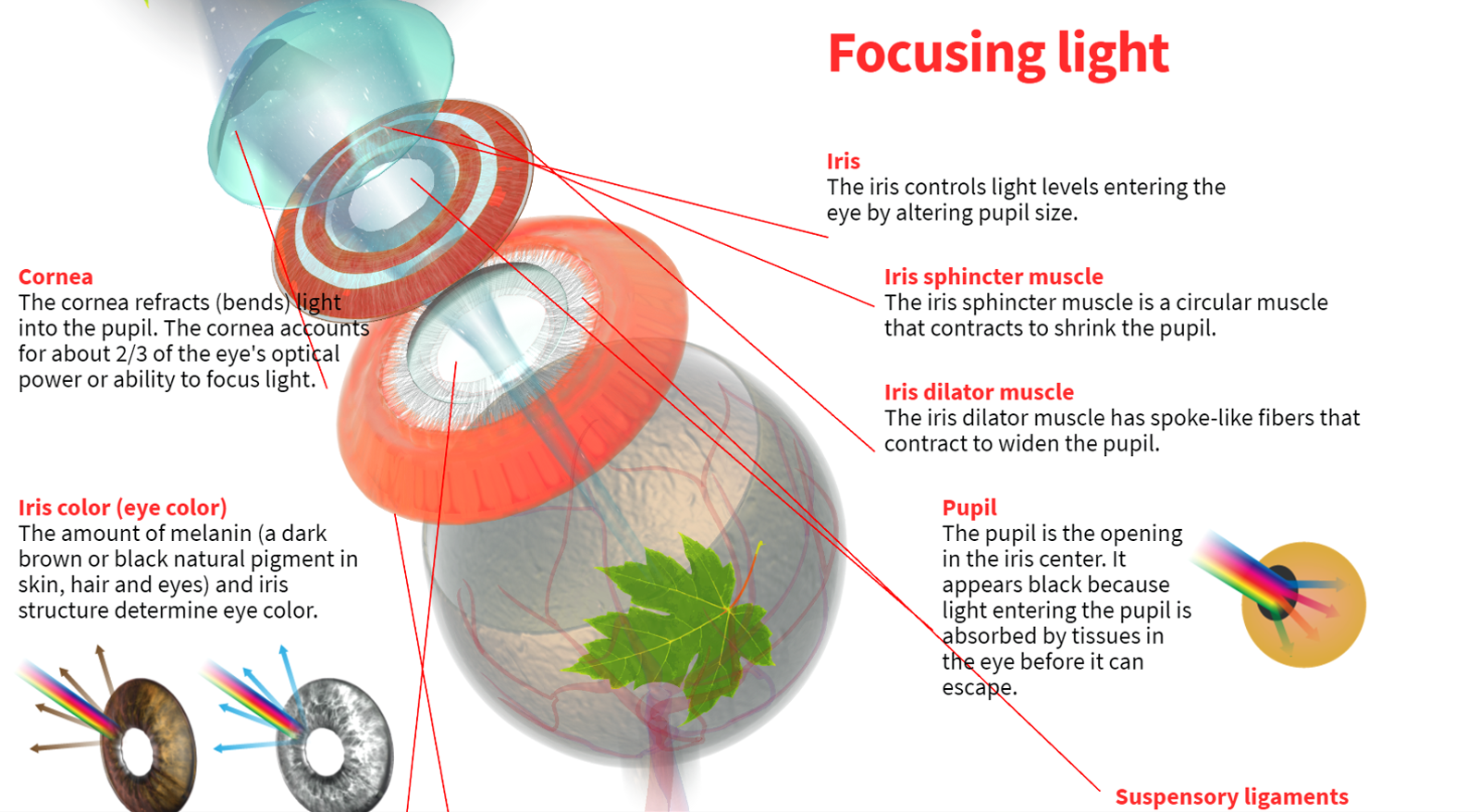 How the Human Eye Works preview 