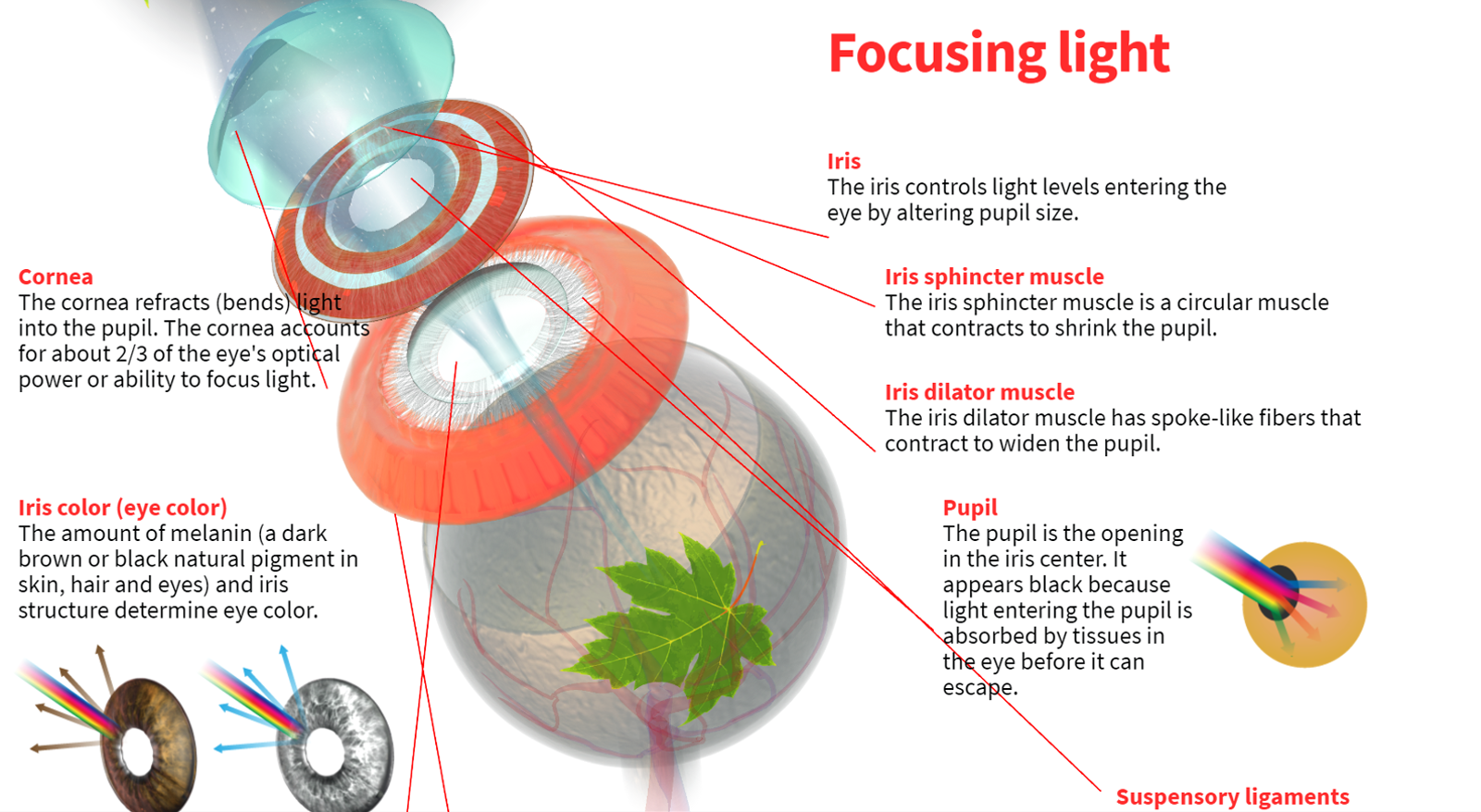 How the Human Eye Works | Blend4Web How the Human Eye Works | Blend4Web