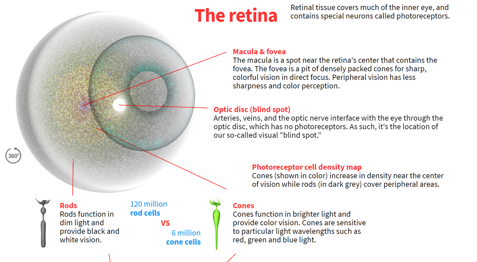 How the Human Eye Works | Blend4Web