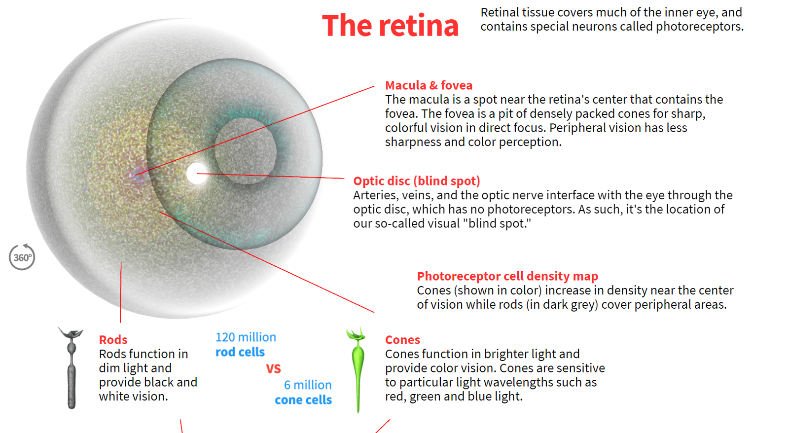 How the Human Eye Works preview 