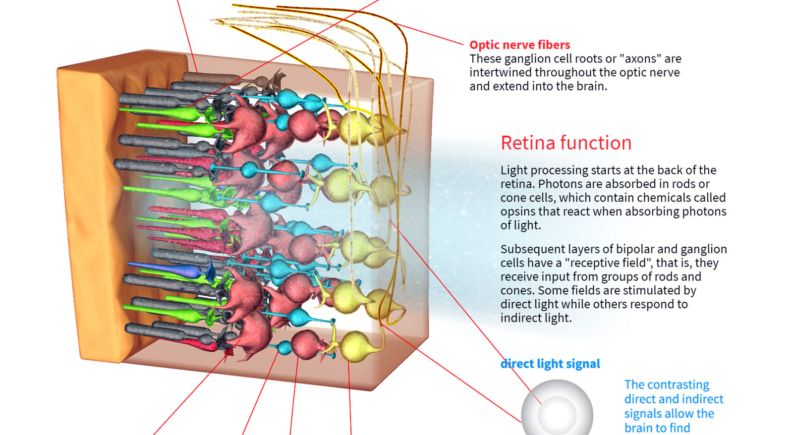 How the Human Eye Works | Blend4Web How the Human Eye Works | Blend4Web