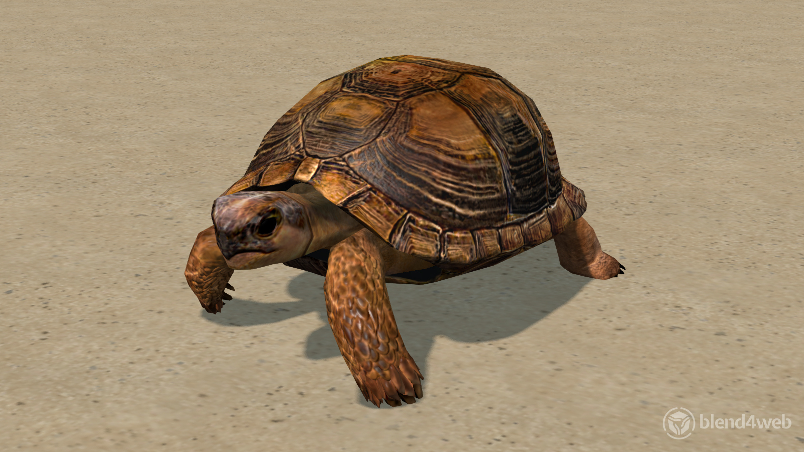 Tortoise preview 