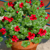 Capri Blog Issue 3. Pelargonium Blossom