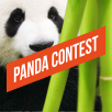 Конкурс: Панда