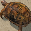 Creating an Animated Tortoise Part 1