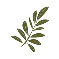 olivetree avatar