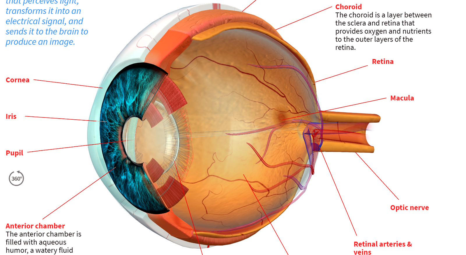 How the Human Eye Works | Blend4Web How the Human Eye Works | Blend4Web